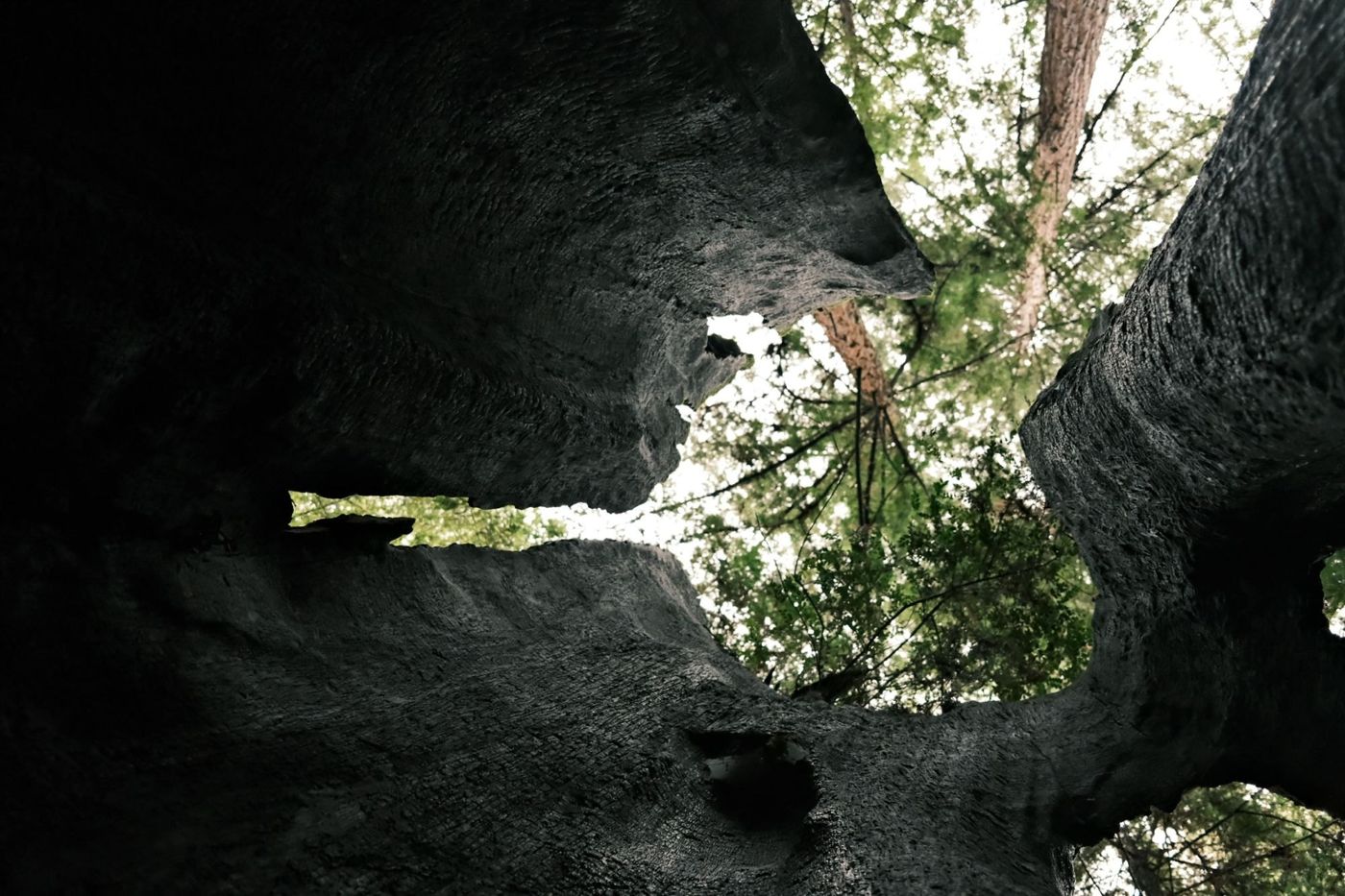 Looking up inside a hollow, fire-blackened tree to the sky