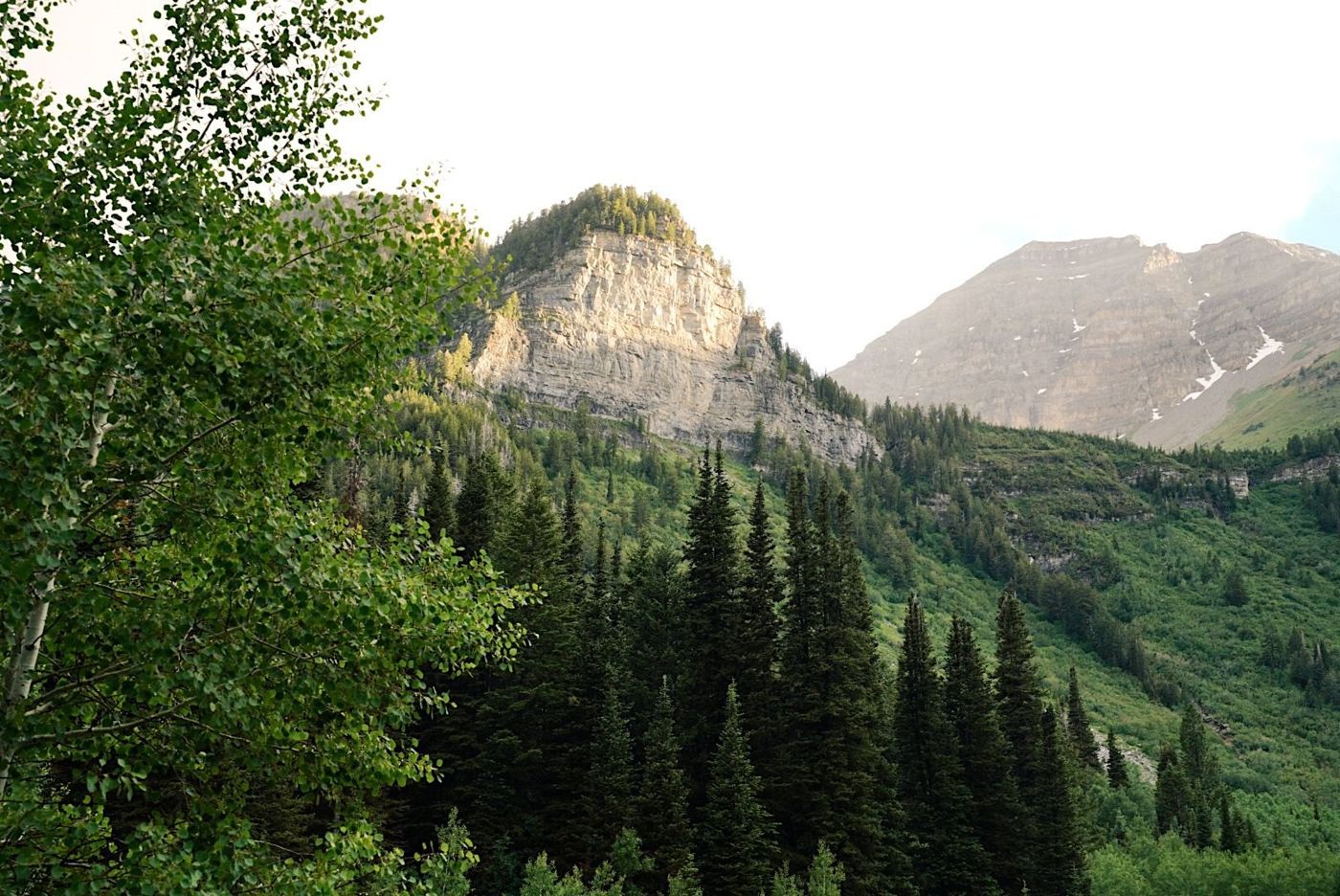 Aspens below a limestone ridge in the Wasatch