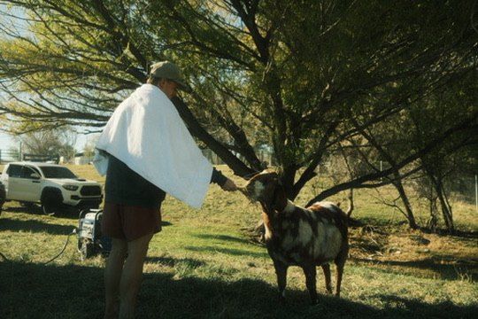 Saying hello to a goat